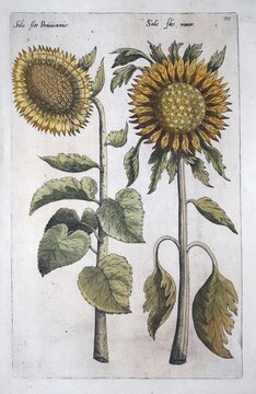 Sunflowers (Helianthus annuus), hand-coloured copperplate engraving by Emanuel Sweerts, from Florilegium Amplissimum et selectissimum, Amsterdam, Netherlands, 1614