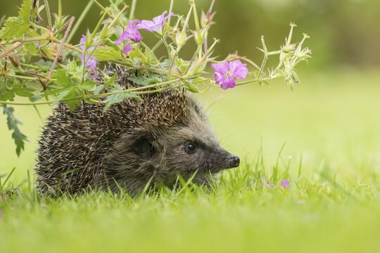 European hedgehog (Erinaceus europaeus) adult animal on a garden lawn under flowering pink geranium flowers in the summer, Suffolk, England, United Kingdom
