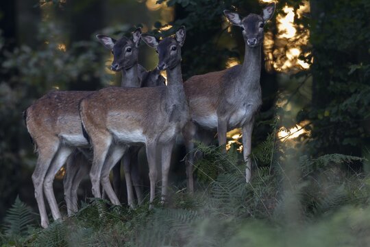 Fallow deer (Dama dama) have very good eyesight and even the smallest movements are recognised despite camouflage, autumn, rut, fallow deer rut, October, Germany