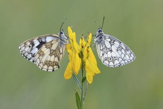 Checkerspot butterfly (Melanargia galathea) on gorse (Genista tinctoria), Bad M&uuml;nstereifel, North Rhine-Westphalia, Germany