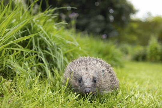 European hedgehog (Erinaceus europaeus) adult animal on a garden grass lawn next to a patch of long grass in summer, England, United Kingdom