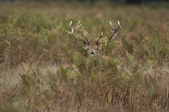 Red deer (Cervus elaphus) adult male stag mammal roaring in the annual rut in autumn, England, United Kingdom