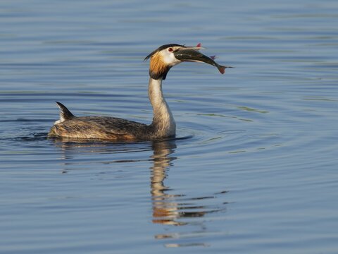 Great Crested Grebe (Podiceps Scalloped ribbonfish) with a large fish in its beak swimming on a lake, devouring a large, captured rudd (Scardinius erythrophthalmus), blue water, Lower Saxony, Germany