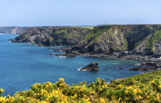 Coastal landscape near Godrevy. Yellow flowers in front. Cornwall, England, Great Britain