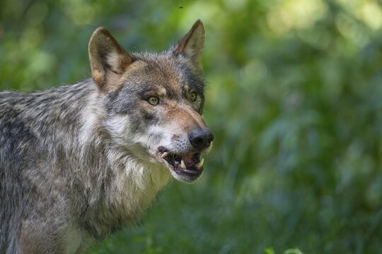 Gray wolf (Canis lupus), portrait, Neuhaus, Lower Saxony, Germany