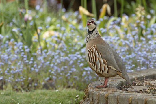 Red legged or French partridge (Alectoris rufa) adult bird in a garden in spring, England, United Kingdom