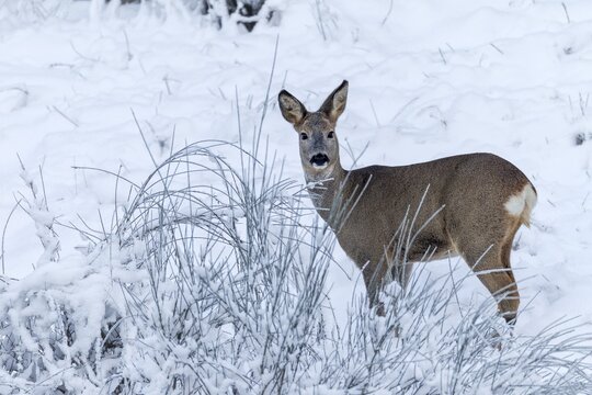 A doe (Capreolus capreolus), name for the female roe deer, in winter, winter coat, Germany
