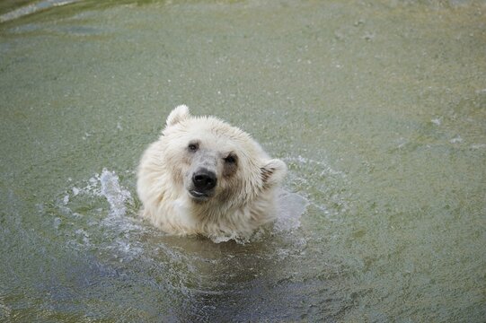 European brown bear (Ursus arctos arctos) shaking in the water, captive, Germany
