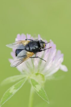 Cattle fly or noonday fly (Mesembrina meridiana) on red clover (Trifolium pratense), North Rhine-Westphalia, Germany