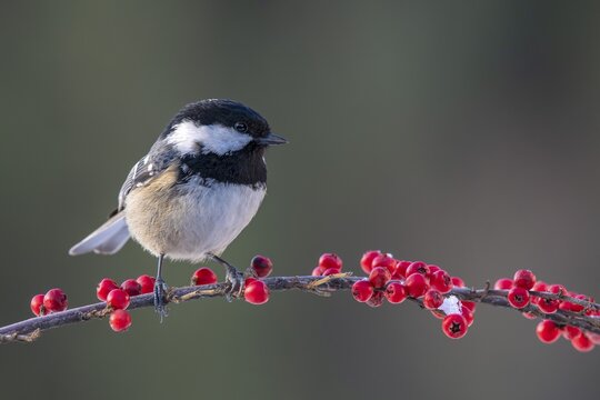Coal tit (Parus ater), sitting on a branch, Terfens, Tyrol, Austria
