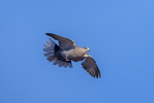 A pigeon flies freely in the vast blue sky with outstretched wings, Eurasian collared dove (Streptopelia decaocto), wildlife, Germany