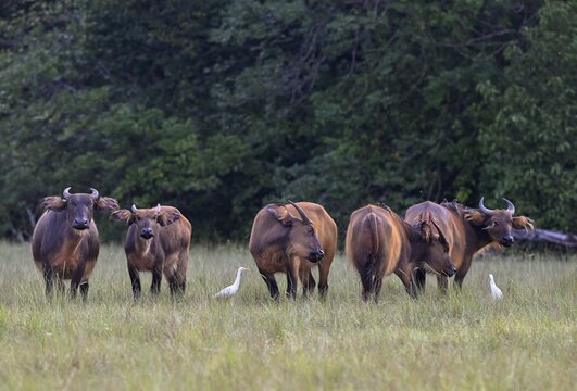 Red buffalo or forest buffalo (Syncerus nanus) in a clearing, Loango National Park, Parc National de Loango, Ogoou&eacute;-Maritime Province, Gabon