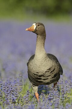 Greenland white-fronted goose or Greenland white-fronted goose (Anser albifrons flavirostris), captive, occurring on Greenland