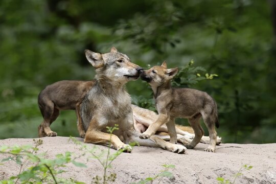 European gray wolf (Canis lupus) alpha wolf with pups, Germany