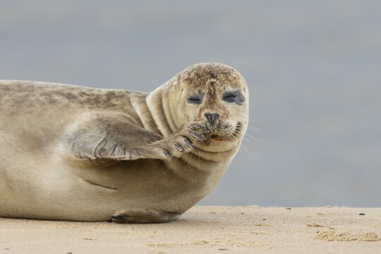 Common seal (Phoca vitulina) adult animal scratching its nose on a seaside beach, Norfolk, England, United Kingdom