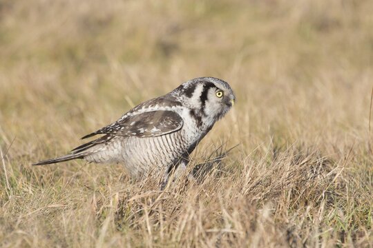 Hawl Owl (Surnia ulula) on grass, Saxony, Germany