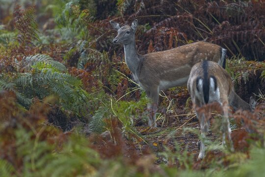 The fallow deer (Dama dama) feel safe among the tall bracken and animals can be observed throughout the day, acorn mast, autumn, rut, fallow deer rut, October, Germany