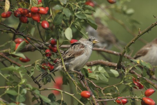 House sparrow (Passer domesticus) female in dog rose (Rosa canina) Allg&auml;u, Bavaria, Germany