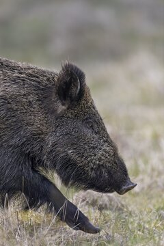 Portrait of a wild boar (Sus scrofa), Denmark