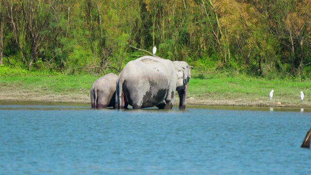 A cinematic shot of a mother elephant and her calf standing in a river in India. Authentic wildlife scene showing sustainability and biodiversity in a natural habitat.