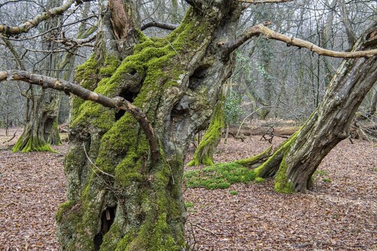 Old trees with dead wood in the Hudewald Urwald tree trail in the Ahlhorner Fischteiche nature reserve, Oldenburger M&uuml;nsterland, Emstek, Lower Saxony, Germany