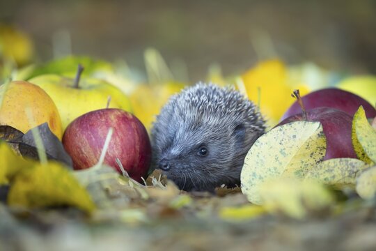European hedgehog (Erinaceus europaeus) adult animal amongst fallen apples on a garden lawn in autumn, England, United Kingdom