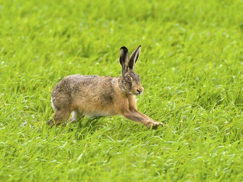 European hare (Lepus europaeus), running, Texel Island, Netherlands
