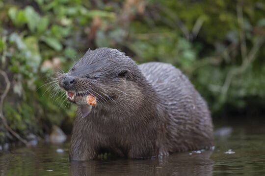 Eurasian otter (Lutra lutra) adult animal eating a fish in a river, England, United Kingdom