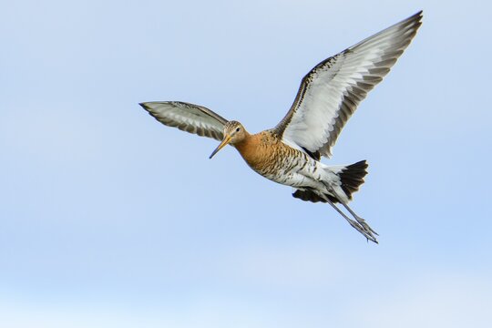 Black-tailed Godwit (limosa limosa) in flight, Lake D&uuml;mmer, Ochsenmoor, Lower Saxony, Germany