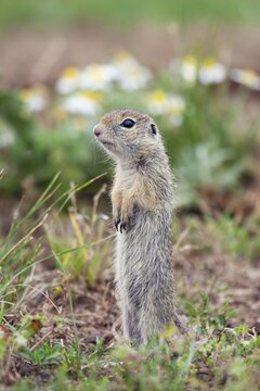 Young male ground squirrel (Spermophilus citellus), eastern Slovakia