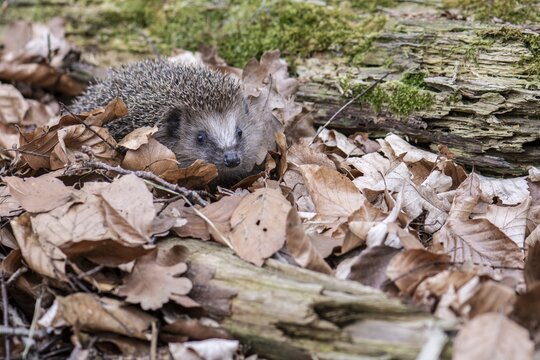 Hedgehog (Erinaceidae) on the forest floor looking for winter quarters, Cloppenburg, Lower Saxony, Germany