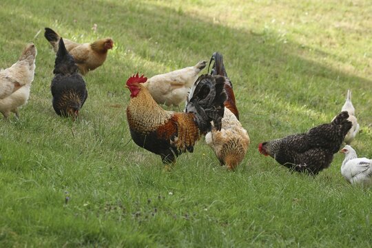 Domestic chickens, free-range, Sulmtaler and Altsteirer breeds, organic farming, Lower Austria, Austria, Lower Austria, Austria