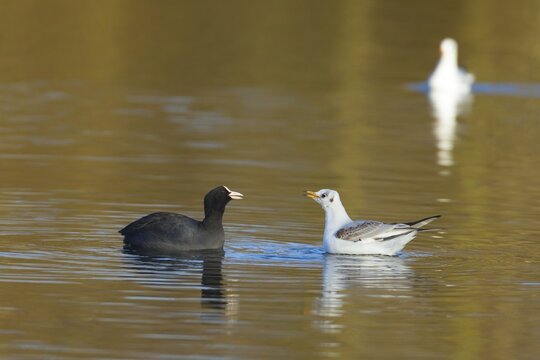 Eurasian coot (Fulica atra) and Black headed gull (Chroicocephalus ridibundus) adult birds in dispute on a lake, Suffolk, England, United Kingdom