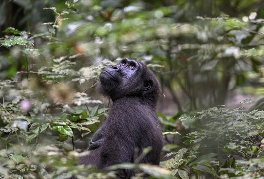 Western lowland gorilla (Gorilla gorilla gorilla), female, Loango National Park, Parc National de Loango, Ogoou&eacute;-Maritime Province, Gabon