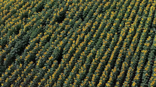 An aerial perspective shows vast rows of blooming sunflowers growing in precise diagonal lines across a fertile agricultural field.
