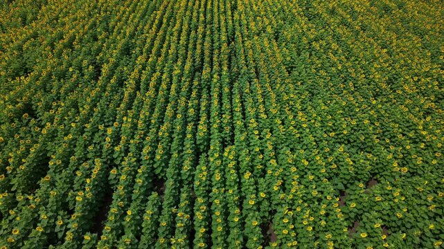 This high-angle drone shot displays an expansive sunflower plantation with vibrant yellow blossoms arranged in perfect parallel farming rows.