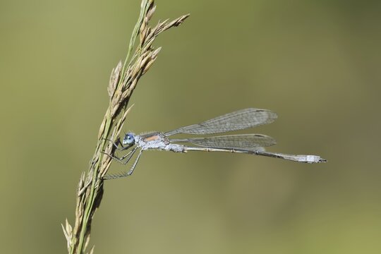 Emerald Damselfly (Lestes sponsa), male, North Rhine-Westphalia, Germany