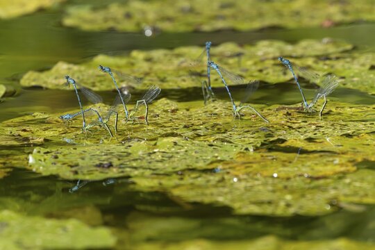 Common blue damselfly (Enallagma cyathigerum) six adult pairs of damselflies mating on a water lily leaf on a pond in summer, England, United Kingdom