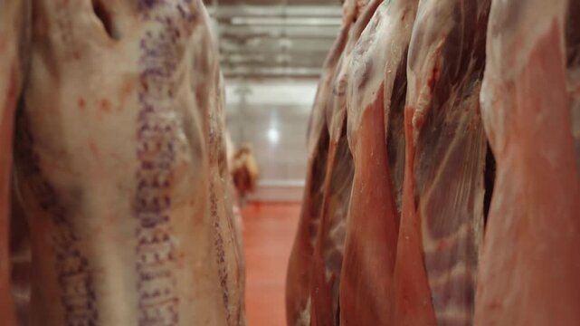 Rows of stamped beef or lamb carcasses hang in a meat packing plant cooler, viewed between the sides of meat.