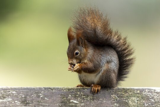 Eurasian red squirrel (Sciurus vulgaris) on a park bench, wildlife, Germany
