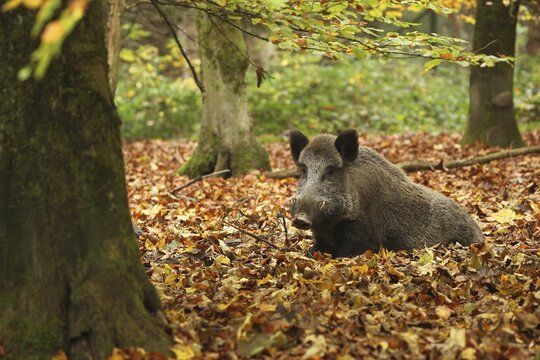 Wild boar (Sus scrofa) Boar sitting attentively in the colourful autumn leaves, Allg&auml;u, Bavaria, Germany