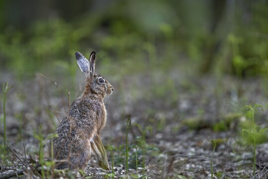One of the rare encounters with a brown hare (Lepus europaeus) in the forest at photo distance, brown hare, Germany