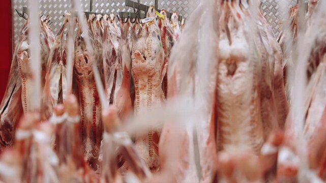 Lamb carcass sides hang tightly packed on hooks inside a metal meat hanging cooler room at a packing plant.