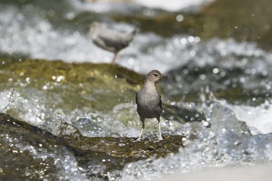 American Dipper (Cinclus mexicanus) foraging, Tapanti National Park, Costa Rica, Central America