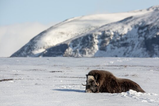 A musk ox cow (Ovibos moschatus) rests peacefully in the snow, winter, snow, cold, Tundra landscape, October, Norway