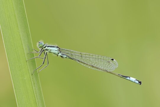 Blue-tailed damselfly (Ischnura elegans), male, North Rhine-Westphalia, Germany