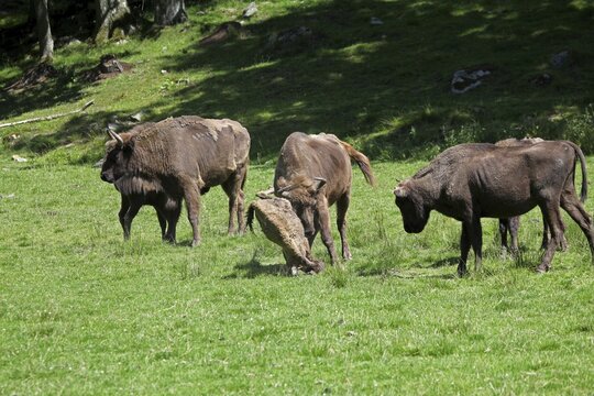 European bison (Bison bonasus) bull attacking helpless calf lying on the ground, captive, Sweden, Scandinavia