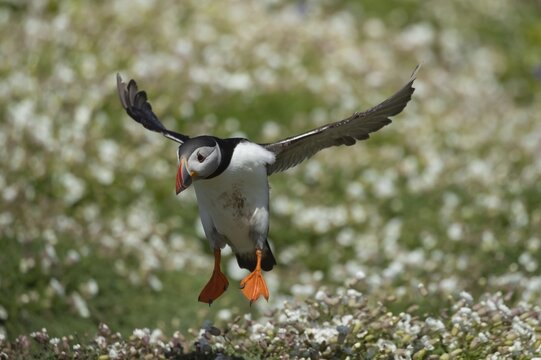 Atlantic puffin (Fratercula arctica) adult bird in flight over Sea campion flowers, Skomer island, Wales, United Kingdom