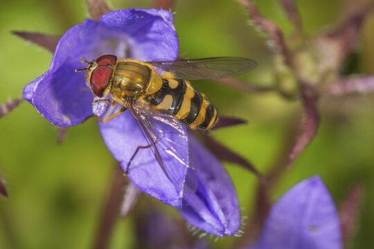 Macro photograph of a Hairy hover fly (Syrphus torvus) foraging on a bellflower (Campanula poscharskyana) flower, Baden-W&uuml;rttemberg, Germany