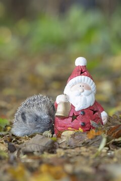 European hedgehog (Erinaceus europaeus) adult animal next to a Father Christmas figure on fallen autumn leaves, Suffolk, England, United Kingdom